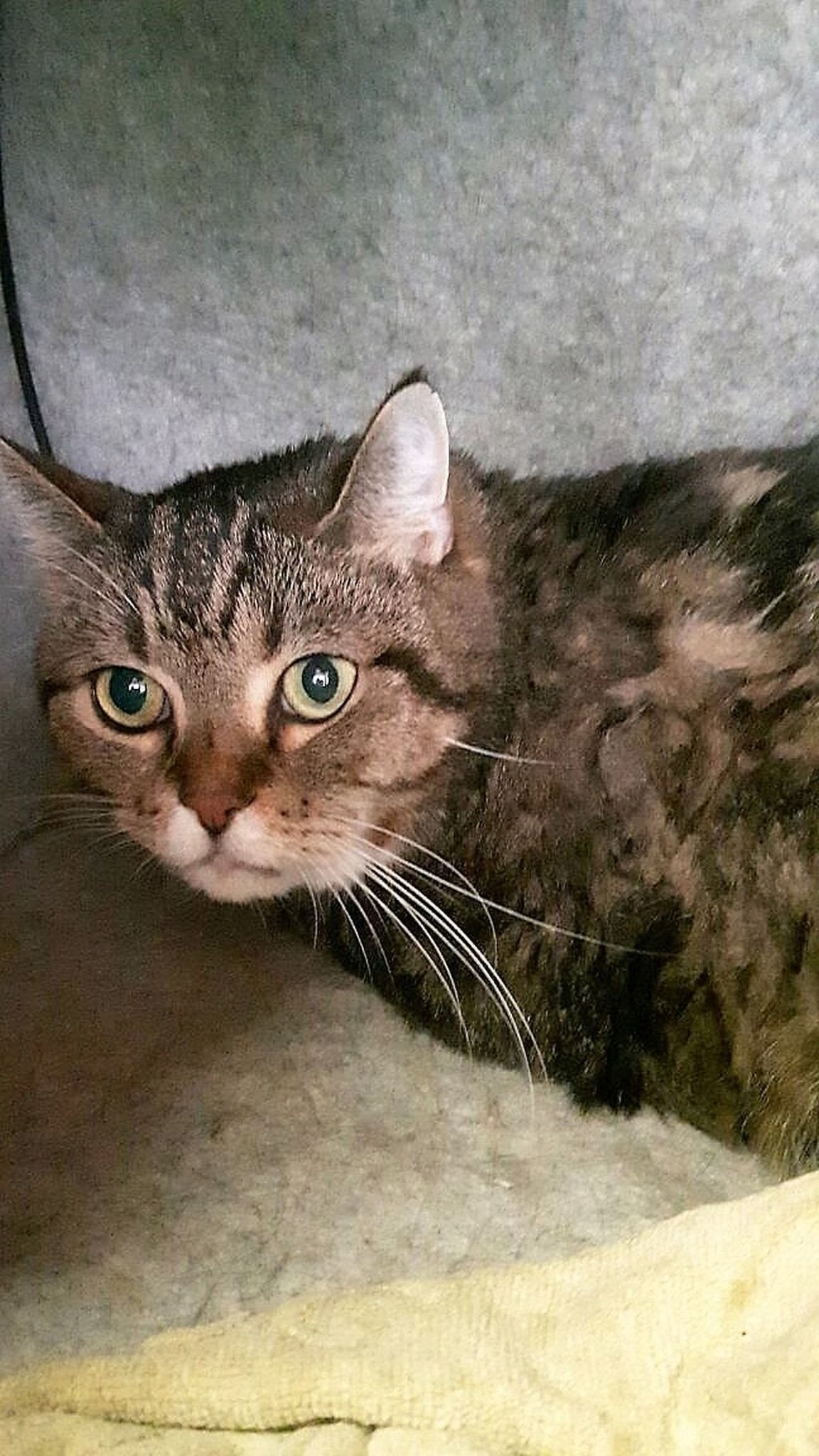 Oer Erkenschwick Tiger Und Jerry Vom Pech Verfolgt Datteln