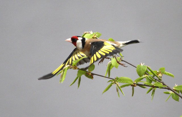 Ein naturnaher Garten mit heimischen Pflanzen oder solchen, die Blüten und Beeren tragen, bietet Nahrung für Insekten und Vögel, wie hier den Stieglitz.