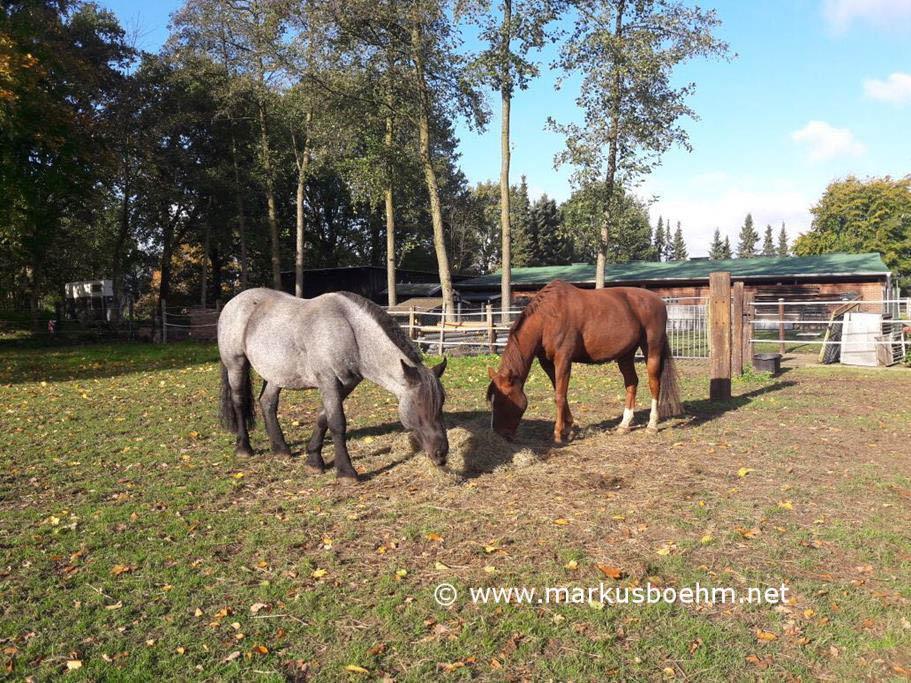 (Foto Happy Liberty Ranch)