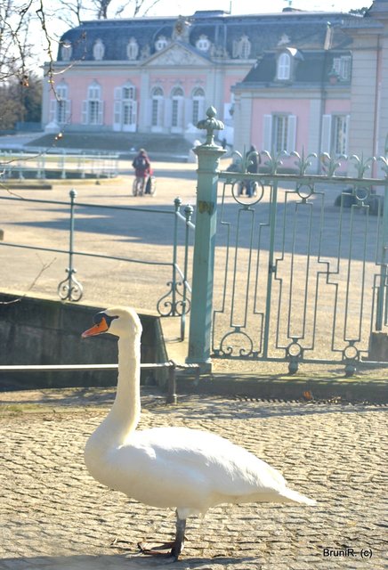 Dieser Schwan stand den Rollstuhlfahrern erst im Weg!