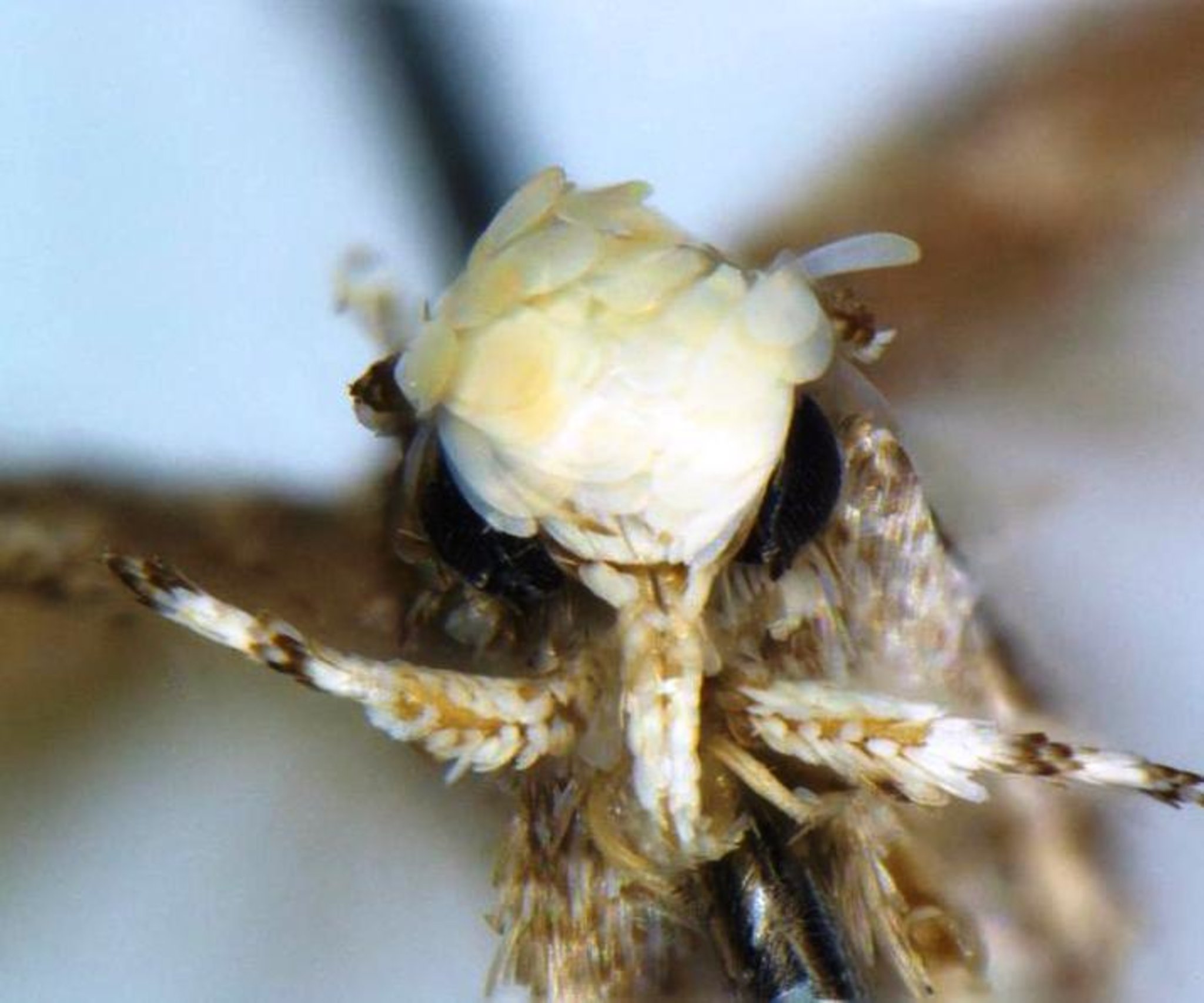 Die Donald Trump Motte „Neopalpa donaldtrumpi“ Bzzzz BedburgHau