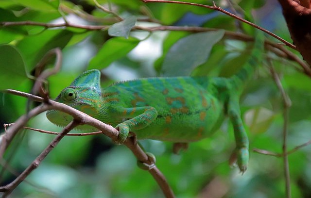 Bei einem Zoobesuch das Kamelion bewundert CastropRauxel