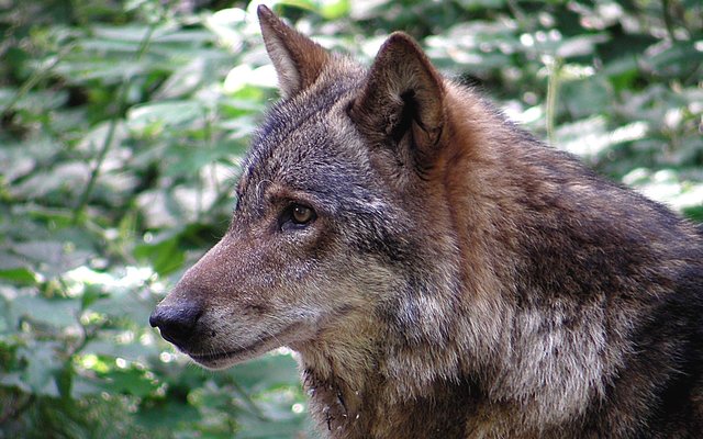 Aufnahme stammt aus dem Tierpark - Anholter Schweiz -
