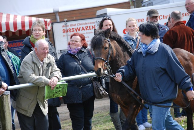 Vor dem Rennen präsentieren sich die Teilnehmer im Führing dem Publikum. Hier erhält der Kenner schon Fingerzeige auf die Form der Ponys und Pferde.