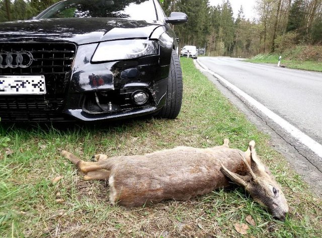 Bei einem Wildunfall ist man gesetzlich verpflichtet, diesen zu melden. Foto: KJS