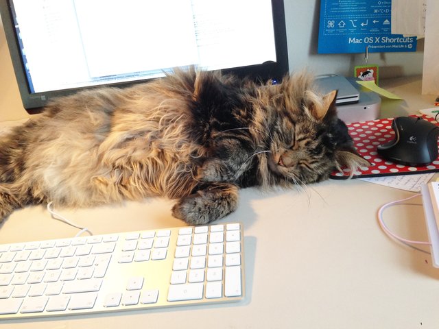 Mach' mal Pause! Was Katze beherzt, müssen aufgrund eines Spam-Angriffs in der Nacht zu Donnerstag, 22. März, auch die Lokalkompass-Nutzer. Die Technik arbeitet daran, dass am Vormittag alles wieder normal läuft. Foto: Archiv/ Melanie Stan, lokalkompass.de