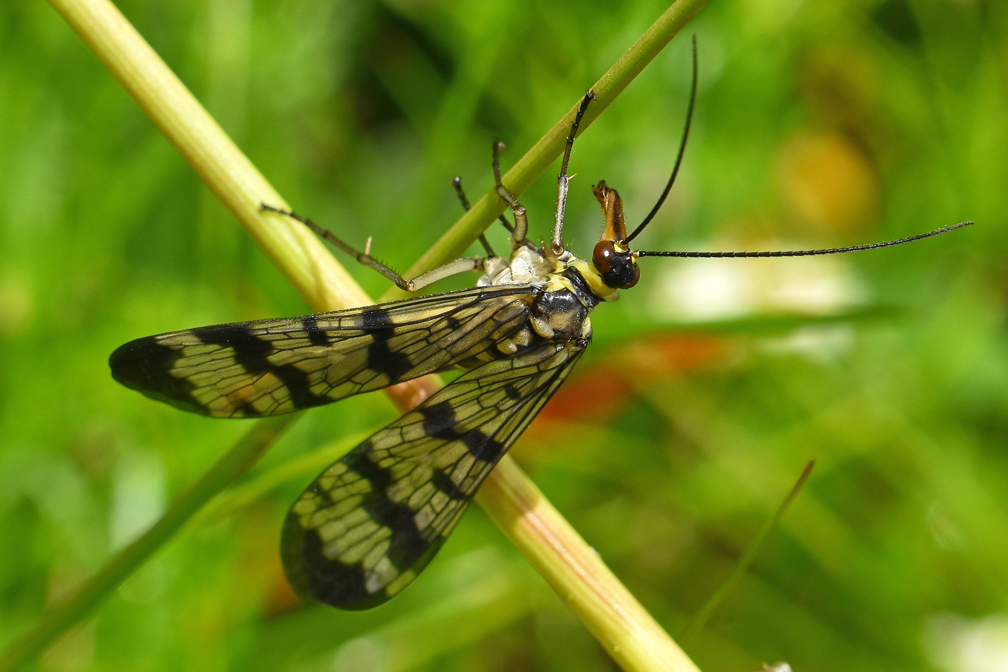 Insekt des Jahres 2018 Die Gemeine Skorpionsfliege (Panorpa communis