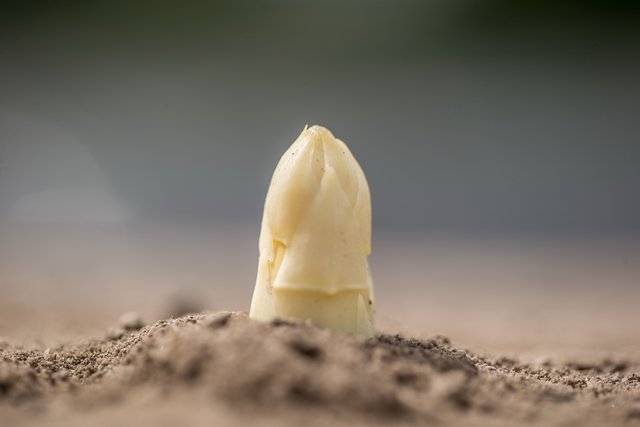Weißer Spargel dominiert die Küche.