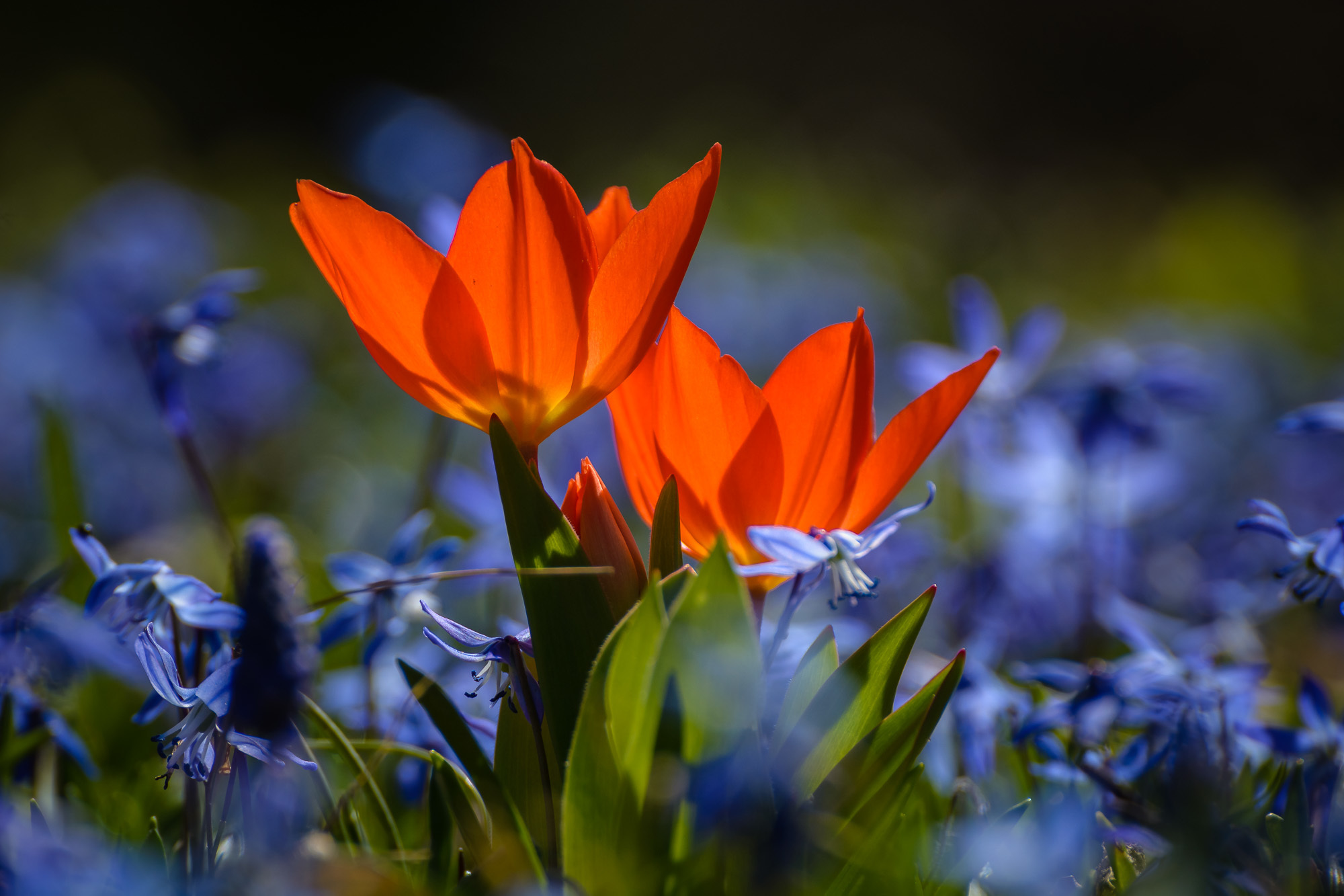 Tulpen im Gegenlicht