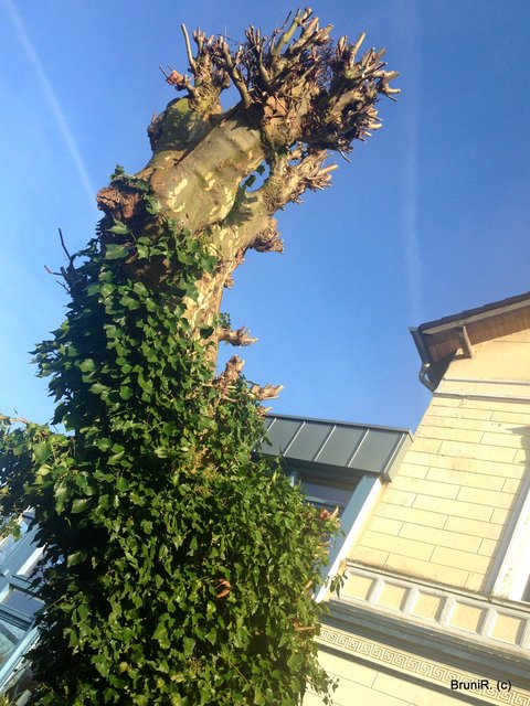 Interessante Bäume sind dort zu sehen!