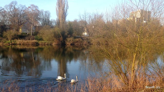Die Schwäne... so idyllisch