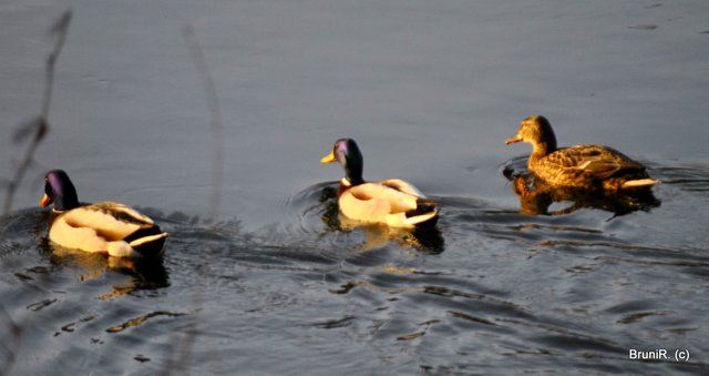 Auch Enten waren dort!