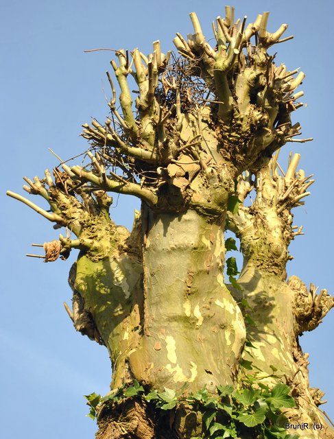 Bald werden da sicher noch viele Blätter zu sehen sein!