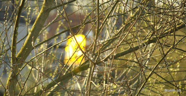 Weit hinten leuchtete ein Fenster durch die Sonne...