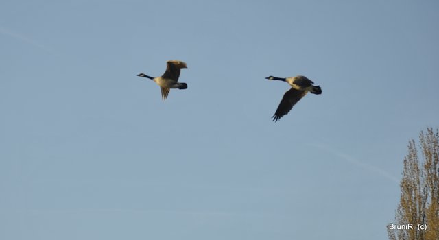 Hoch in den Lüften... bitte Vollbild!