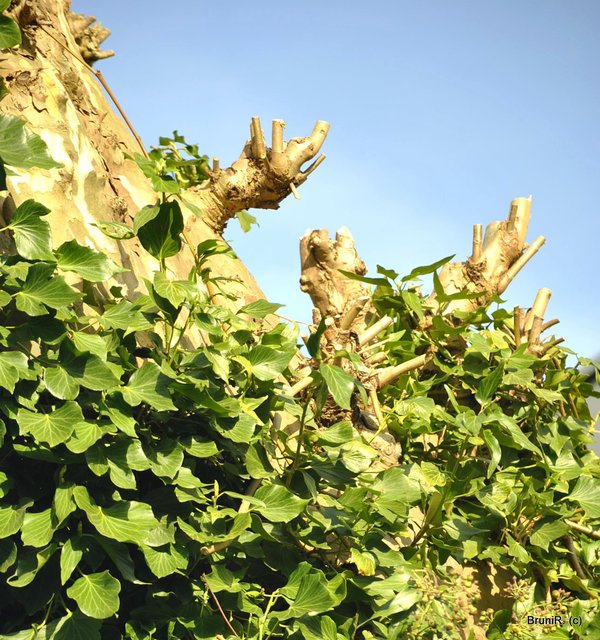 Alles reckt sich der Sonne entgegen!