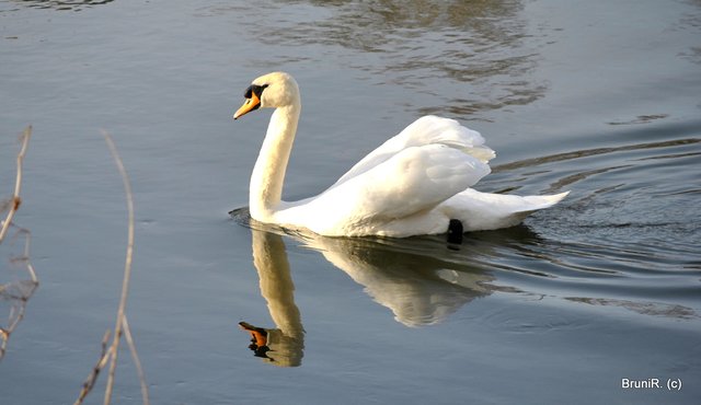 Auch Schwäne zogen an uns vorbei!