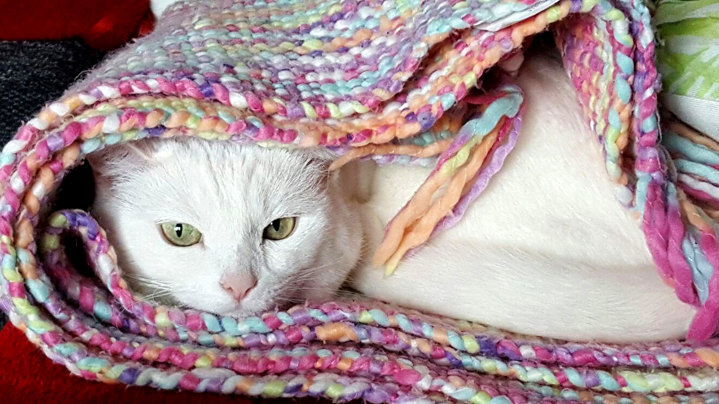 Hier fühlt Katze Fine sich sauwohl. Wir wollen wissen: Wo ist euer Lieblingsort? Foto: Hans-Jürgen Smula / lokalkompass.de