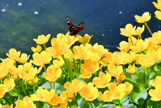 Tagppfauenauge u. Sumpfdotterblume