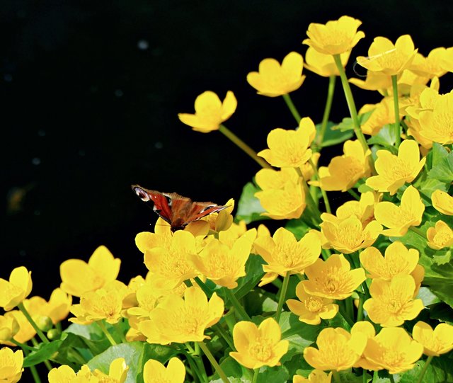 Tagppfauenauge u. Sumpfdotterblume