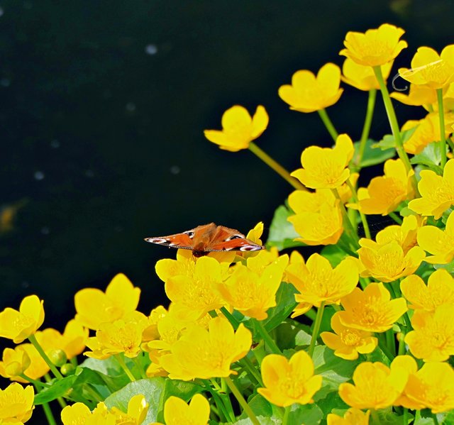 Tagppfauenauge  auf der Sumpfdotterblume