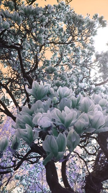 Bekannt ... aber es gibt 300 Arten