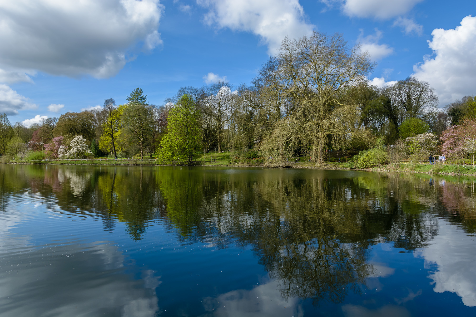 Frühling im Dortmunder Rombergpark