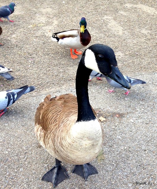 Dankeschön an mein Model  ♥