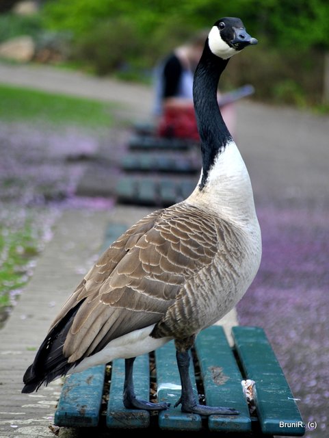 Wie kokett sie schaut!  ;-)