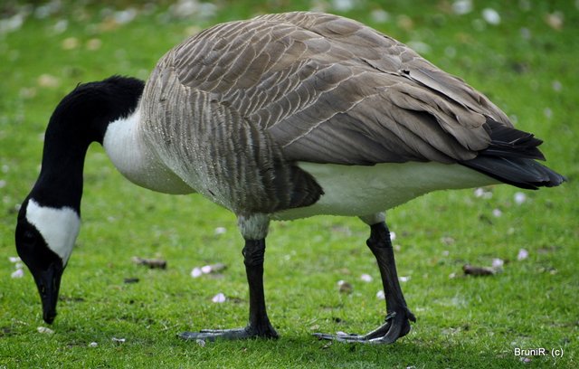 Zur Belohnung gab es Brotbröckchen