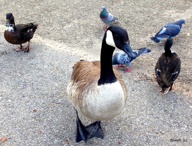 Zuschauer gab es genug!