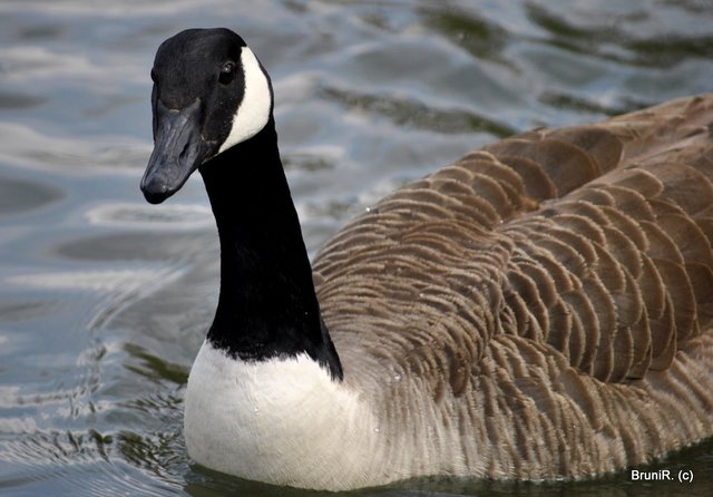 Auch im Wasser machte sie eine gute Figur