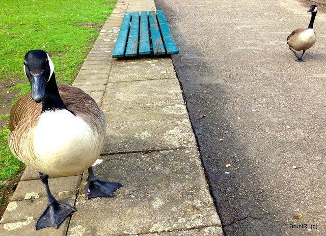 Eine zweite war auch immer in der Nähe!