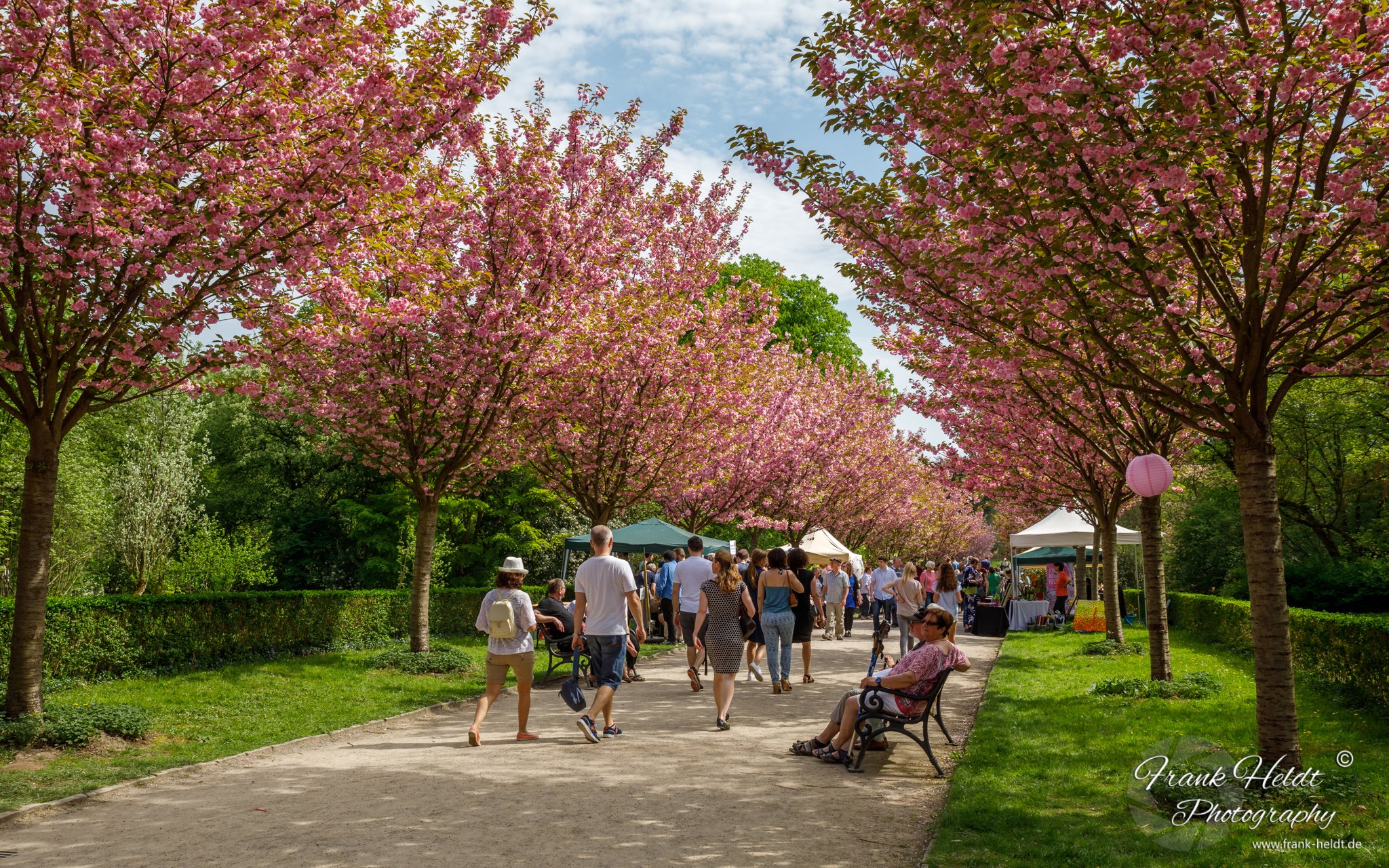 Kirschblütenfest 2018 im Rombergpark Dortmund Kamen