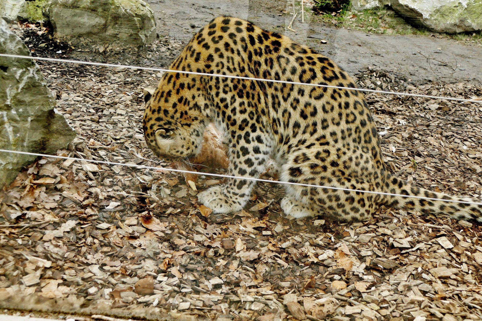 Der Leopard CastropRauxel