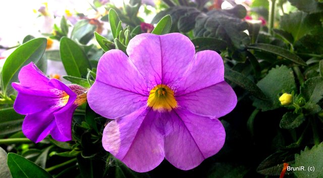 Zarte Blümchen schön und fein laden zum Betrachten ein!