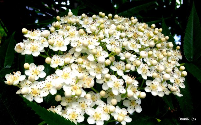 So fein und klein... und leider nicht mein!