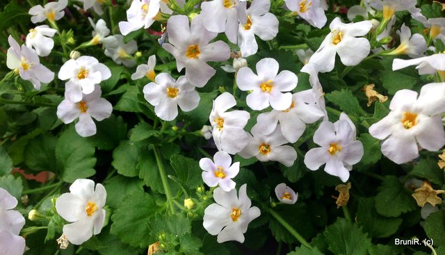 Diese schönen Blüten musst ich nicht behüten!