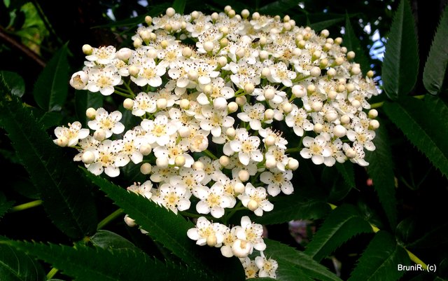 So weiss wie Schnee...