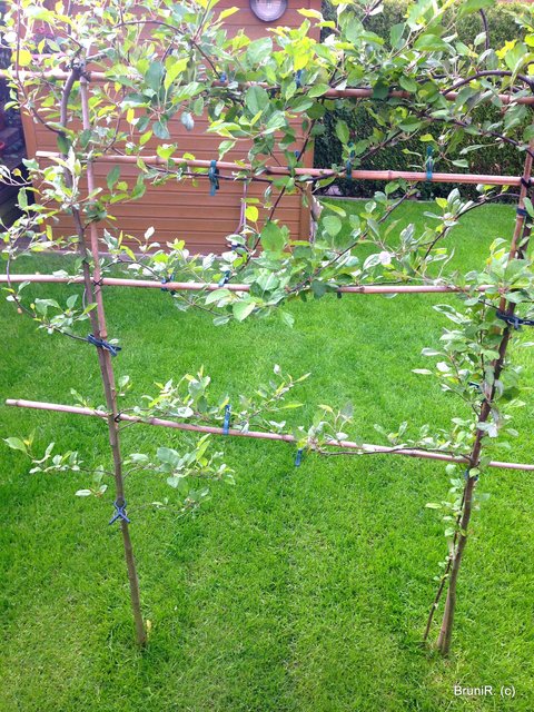 DAS HIER IST AUS DEN KLEINEN APFELKERNEN VON ??? GEWORDEN!!!