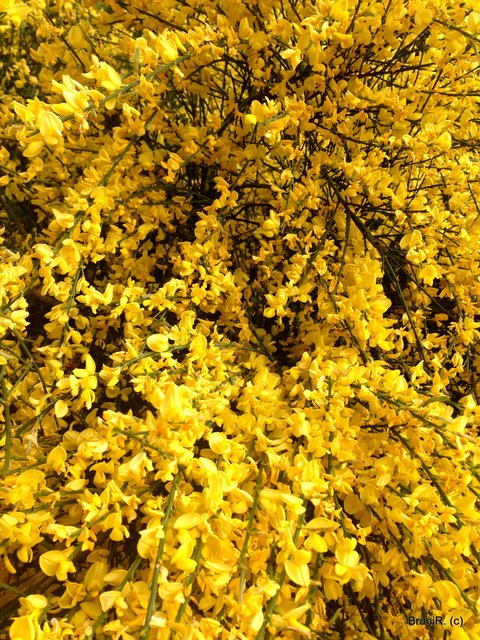 Der Ginster... ist nicht finster!