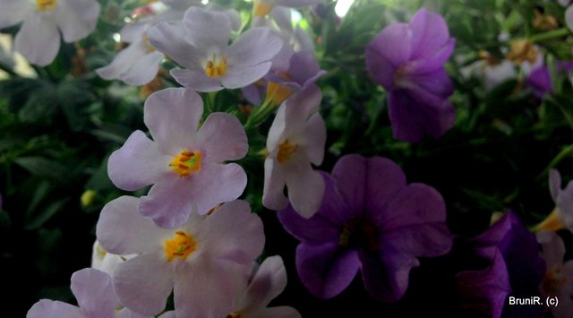 Auch mitgebracht... diese Blütenpracht!