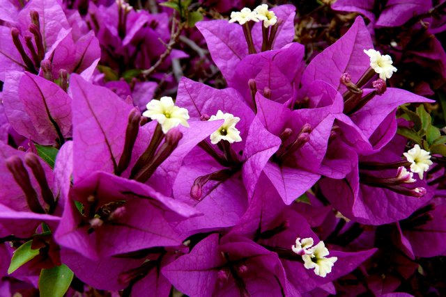 flora und fauna türkei Düsseldorf