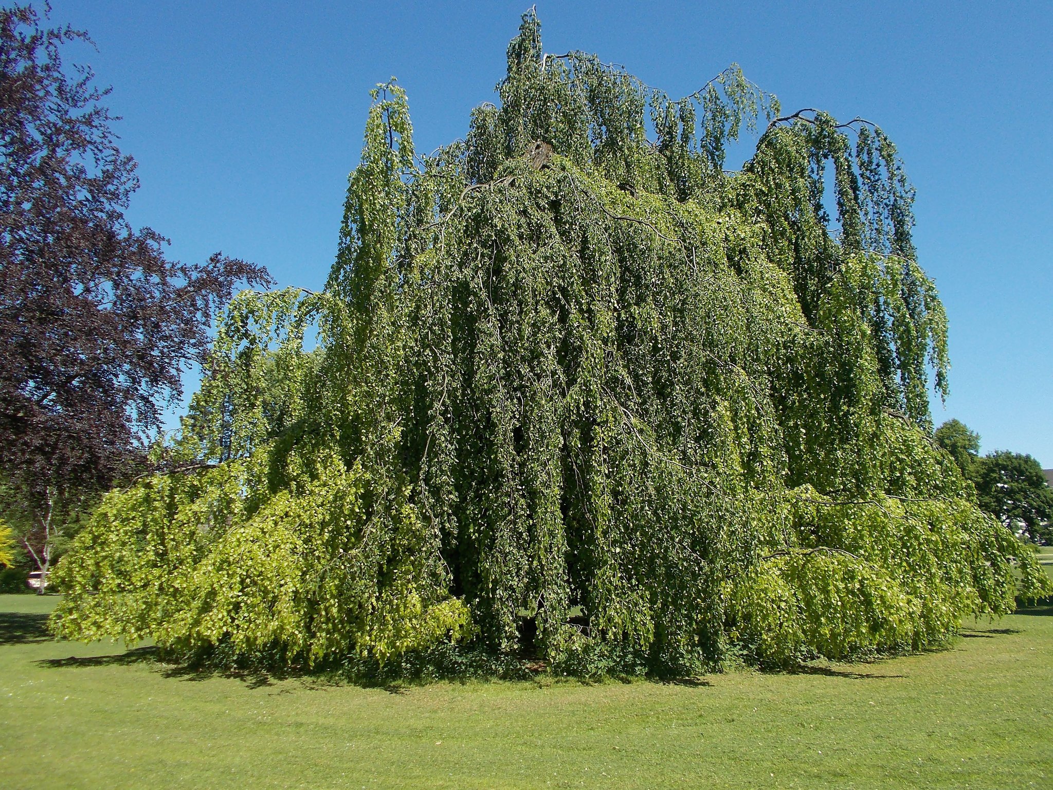 Hängebuchen - Sonnenschirm - Herne