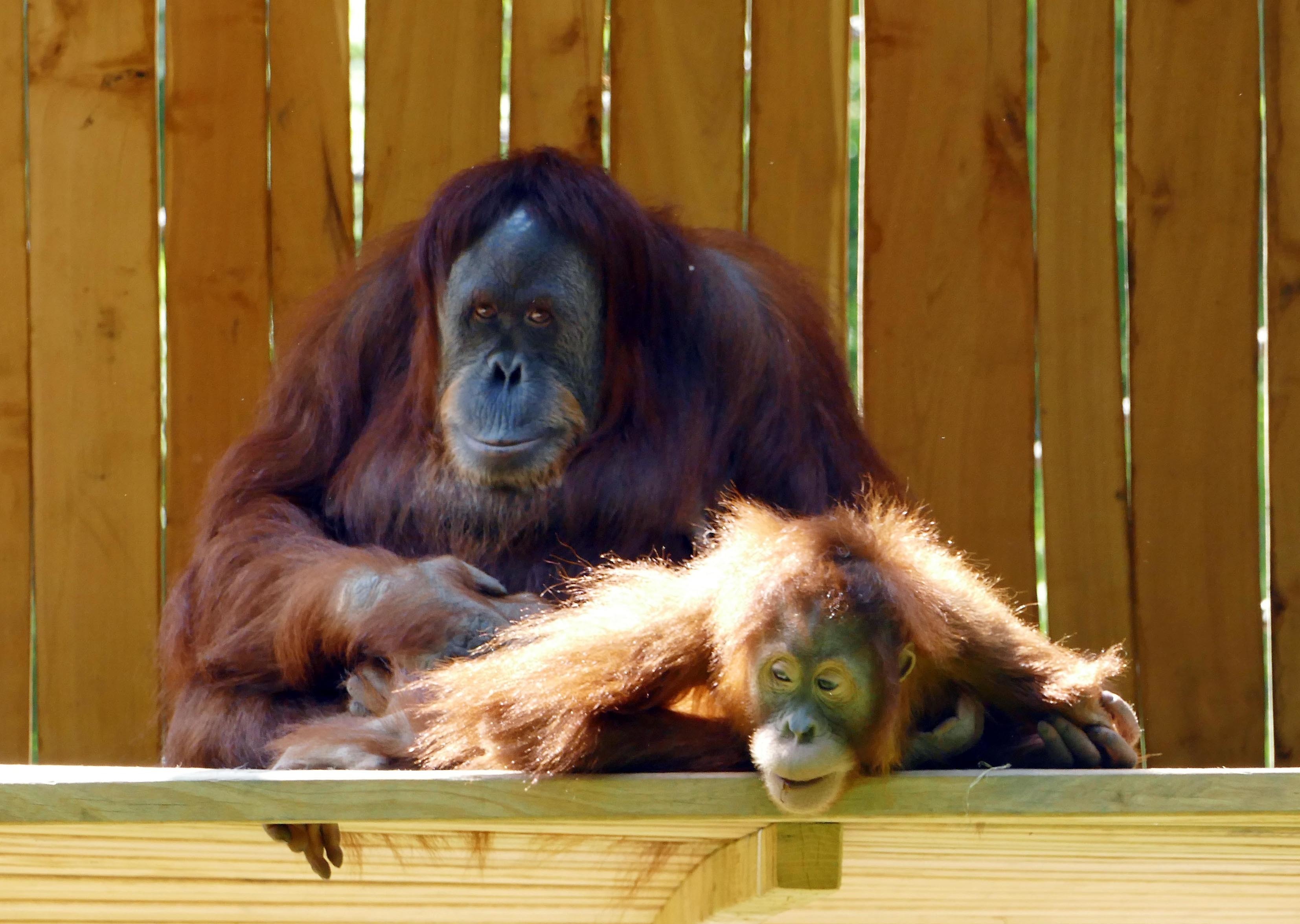 Wiedereröffnet wurde jetzt das Regenwaldhaus im Zoo. Komfortabel sind die Einrichtungen für die Orang Utans.