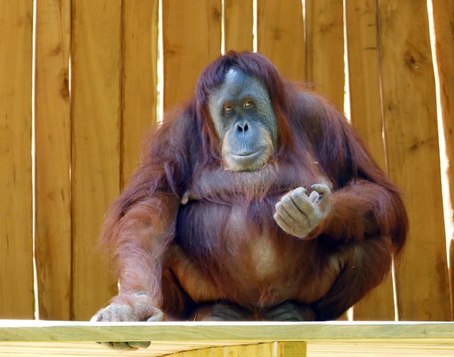 Toba | Foto: Andreas Klinke