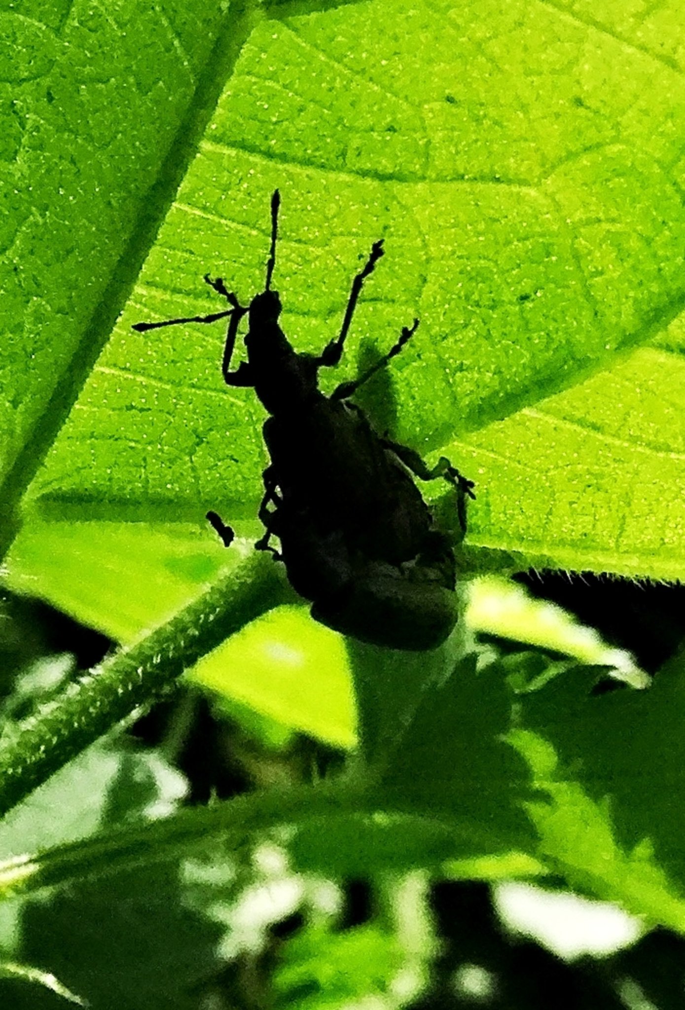 Gruene Kaefer Im Garten