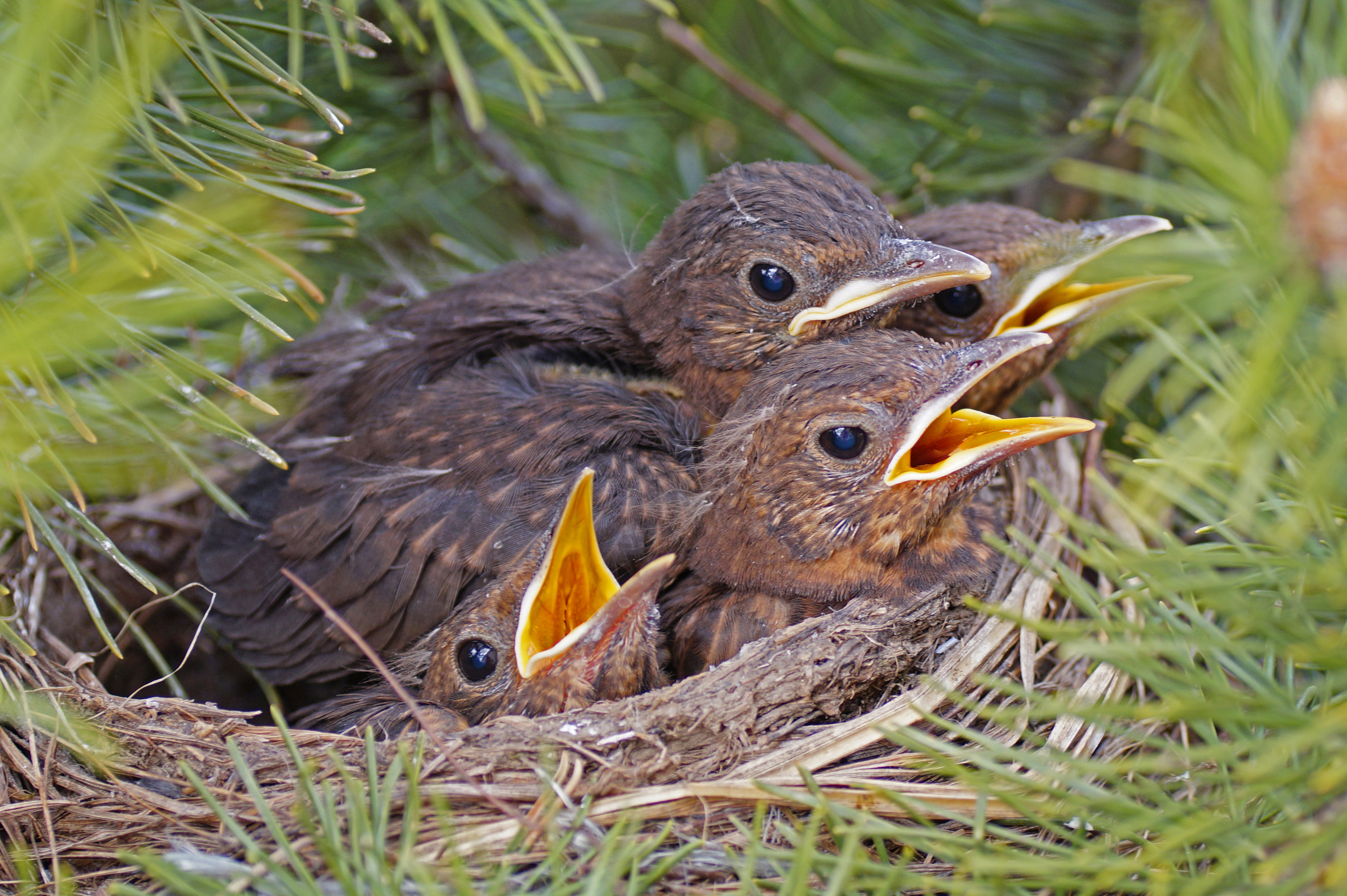 Amsel
AmselkükenNABU/Sabine Teufl