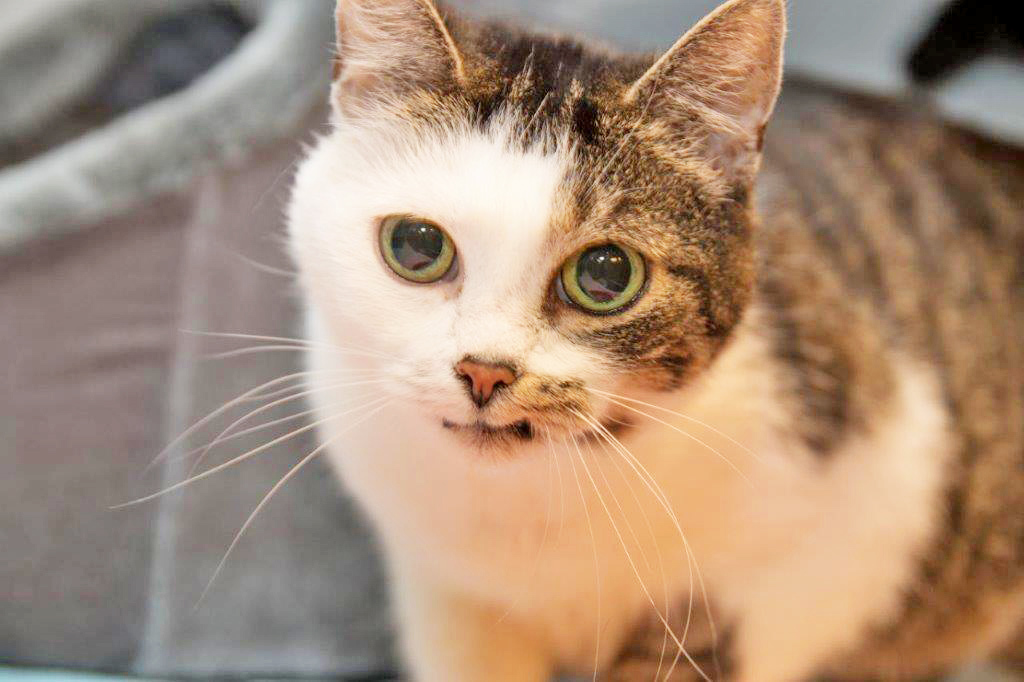 Wer nimmt die süße Lindi bei sich auf? Foto: Tierheim Essen