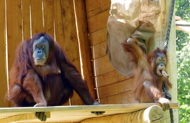 Toba und Yenko | Foto: Andreas Klinke